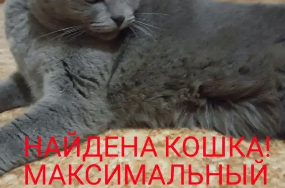Найдена шотландская вислоухая кошка в Ростове-на-Дону, Первомайский район