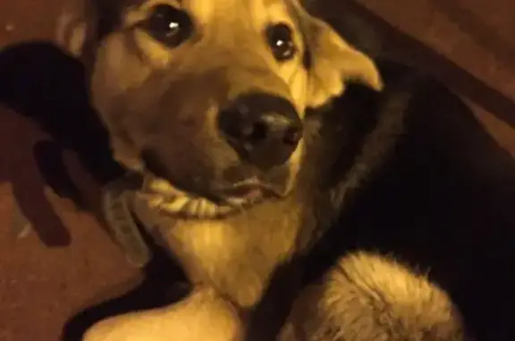 Найдена собака на ул. Спортивной 15 в Щербинке