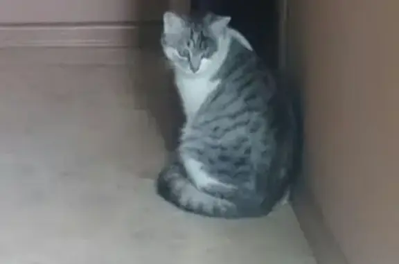 Пропала кошка на улице Победы в Подольске