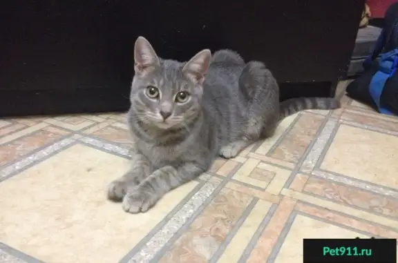 Найден кот на Фрезеровщиков 27, Эльмаш