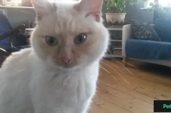 Пропала белая кошка Котя на Новинском бульваре