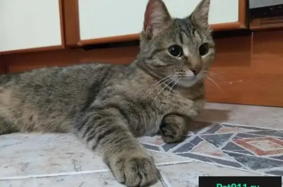 Найдена молодая кошка на ул. Калинина 6 в Королеве