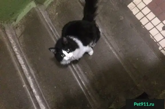Найден котик на Трудовой улице в Мытищах