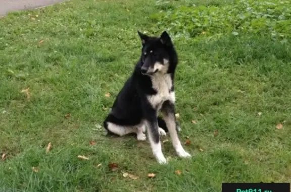 Найдена собака в Лианозово, ищем хозяина