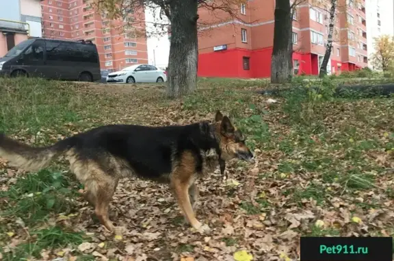 Собака найдена на улице Неделина (Щёлково-7) между домами 15 и 22
