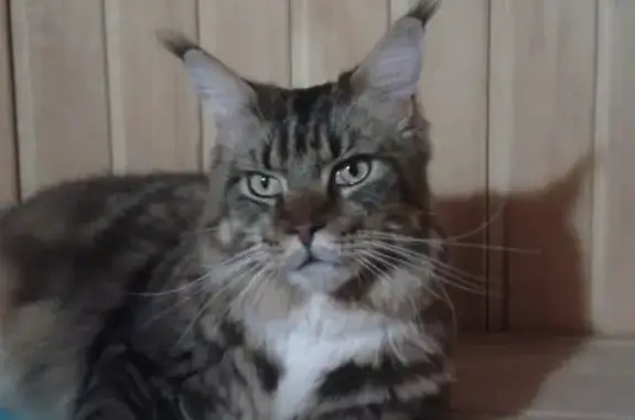 Кошки потеряшки, Киржач, фото: Потеряшка кошка в районе СНТ 