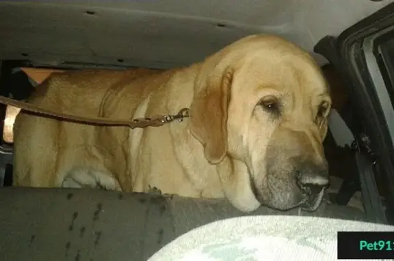 Найден крупный пес в ЦПКиО, Екатеринбург