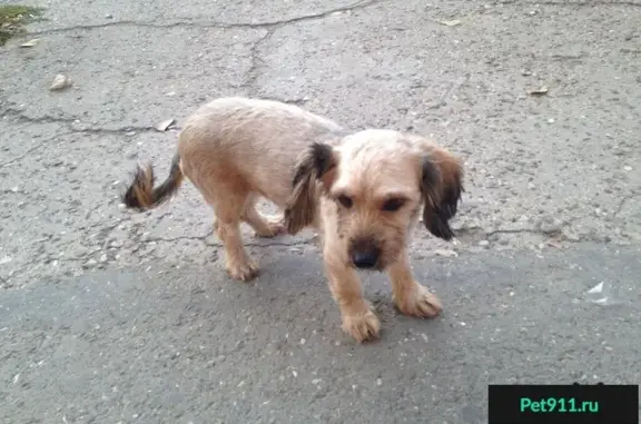 Найдена собака возле ВКАБанка в Астрахани