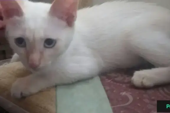 Найден сиамский котенок в Челябинске