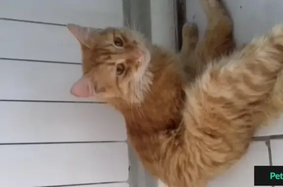 Найден рыжий кот с поводком в Сызрани