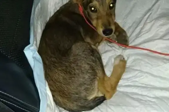 Собака найдена на 73-м км МКАД (Тушино)