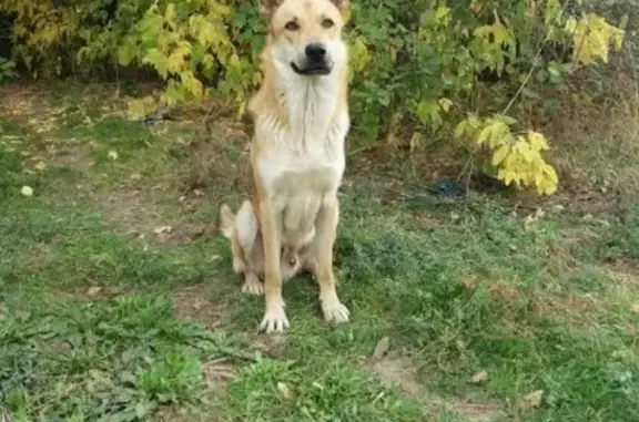 Найдена собака возле Завода Ахтуба, Район Джержинский, Волгоград.