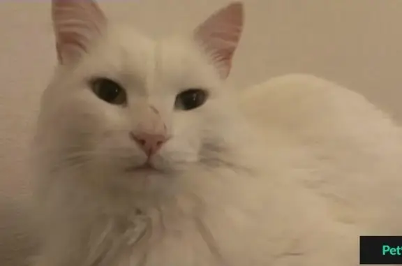 Найден белый кот в ДНТ 