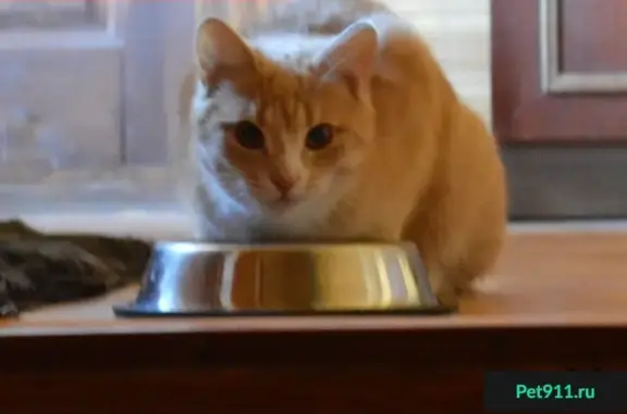 Кошки потеряшки, Дивенский, фото: Потеряшка кошка в п. Дивенский, Лен. обл.