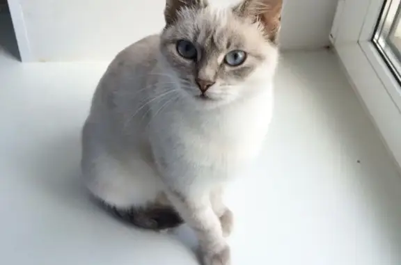 Пропала кошка Теффи в Поселке Софрино, Московская область
