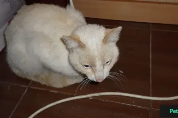 Найден кот на ул. Рабиновича, 127