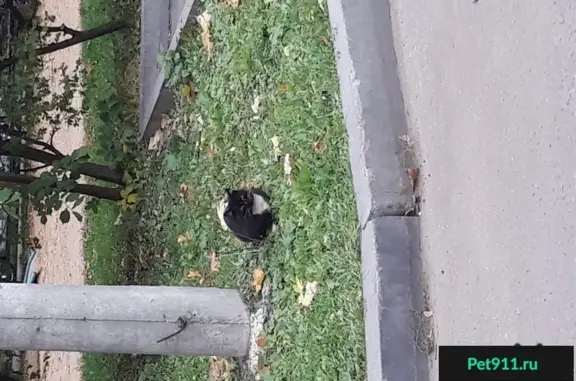Найдена черно-белая кошка на ул. М. Рубцовой, Химки.
