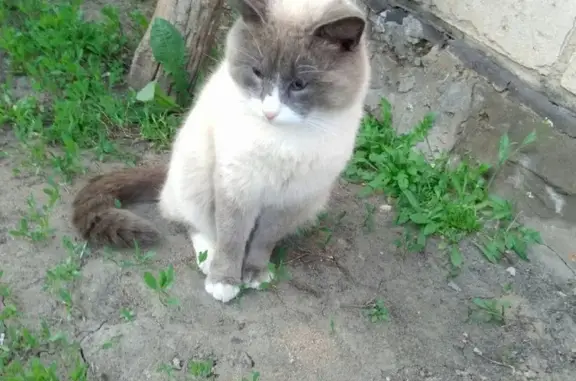 Пропала кошка Гоша в Новой Усмани, Воронежская область