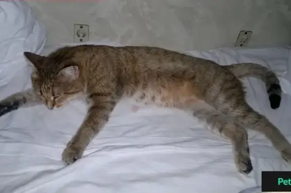 Пропал кот на Щербакова, 17, Екатеринбург