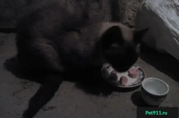 Найден голодный кот на улице 15-я Линия