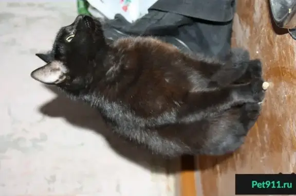 Найдена ручная черная кошка на перекрестке Воровского и Горького (Киров)