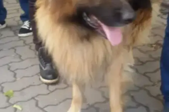Найдена собака в Ростове-на-Дону
