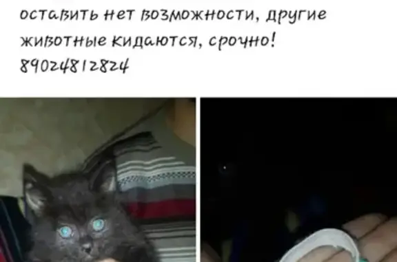 Кошка с котенком на Интернациональной улице, Владивосток