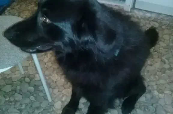 Пропала собака у станции Пионерская в Одинцовском районе