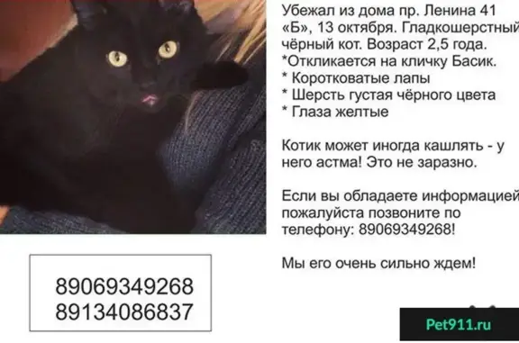 Пропала черная кошка по адресу пр. Ленина 41б