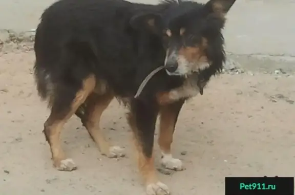 Найдена собака на улице Козловской 47 в Ворошиловском районе