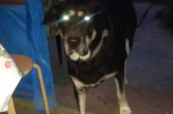 Пропала собака Марго в Киясово!
