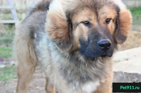 Пропал щенок тибетского мастифа в Рослино, Череповецкий район