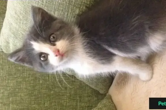 Найдена кошка, Ростов-на-Дону, фото: Найдена кошка на Мечникова, Ростов-на-Дону