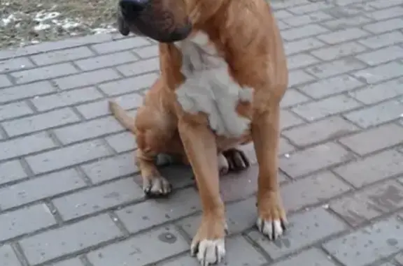 Найдена собака на улице Ивана Захарова, 27 в Сургуте
