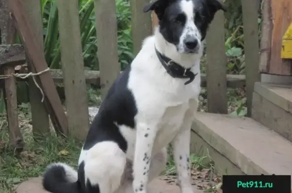 Собаки потеряшки, Пустополье, фото: Потеряшка собака Бим на берегу р. Ока в Шиловском р-не Рязанской обл.