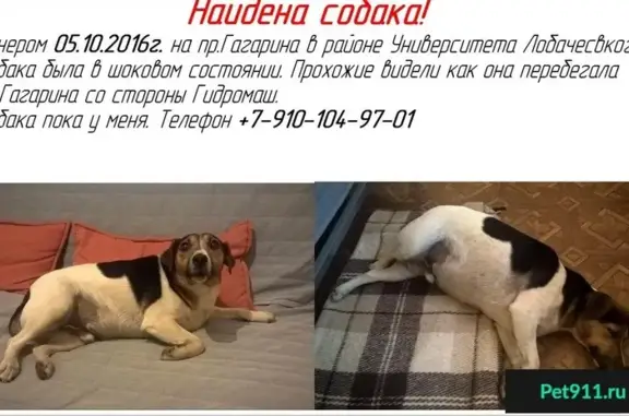 Найдена собака на пр. Гагарина, Джек Рассел, 3 года, кастрирован.