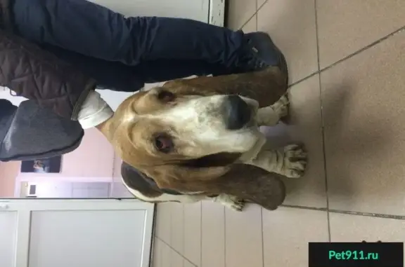 Найдена собака в районе ж/д вокзала Владивостока