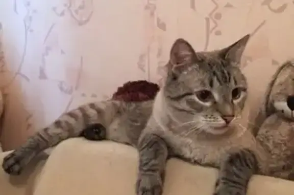 Кошки потеряшки, Ларионовское, фото: Потеряшка кошка в СНТ Вуокса, Приозерск