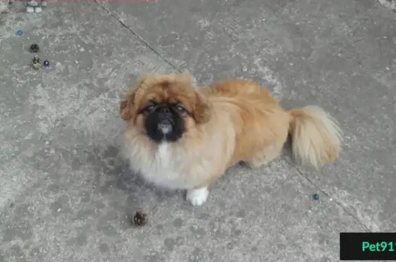 Пропала собака Лева в Ленинском районе