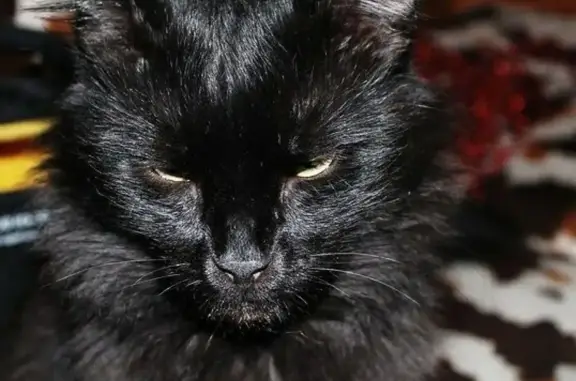 Пропала черная кастрированная кошка в Химках, ул. Бабакина 2а. Имя Джус. Вознаграждение.