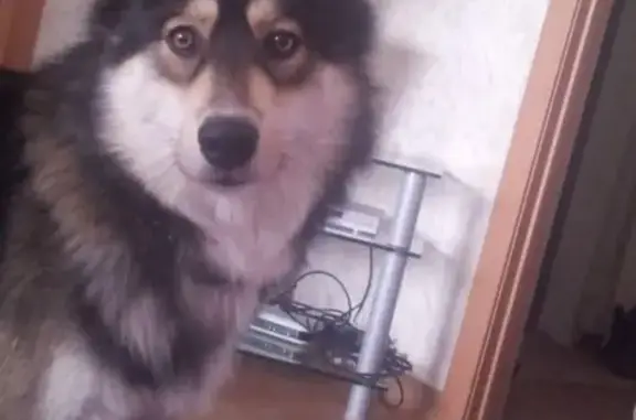 Пропала собака Алдан, ул.60 лет СССР, Гомель