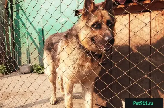 Пропала собака в Октябрьском округе, Омск