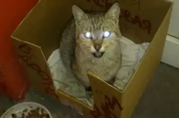 Найдена кошка в Ростове, ищем хозяев!