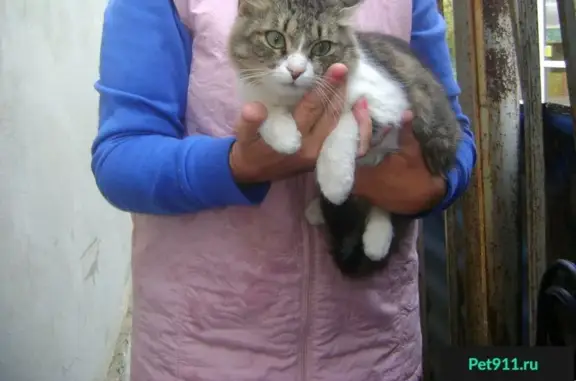 Найдена кошка на ул. Думенко, 12 в Краснодаре