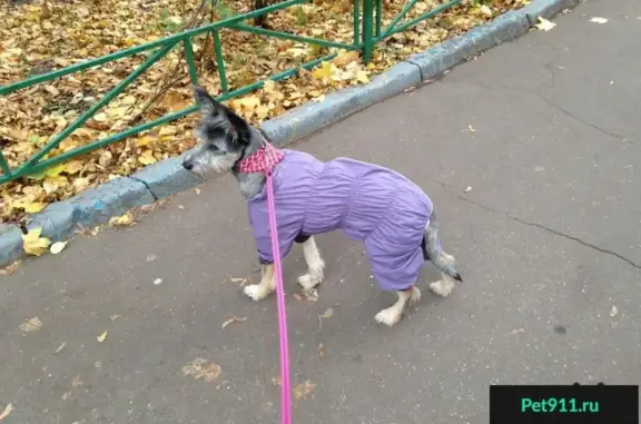 Пропала собака Миша в районе Коньково, Москва!