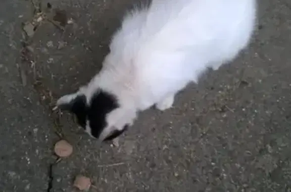 Потерянная белая кошка на ул. Лермонтова и Краснофлотской в Ставрополе