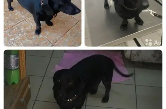 Найдена собака, Краснодар, фото: Найдена такса в Краснодаре