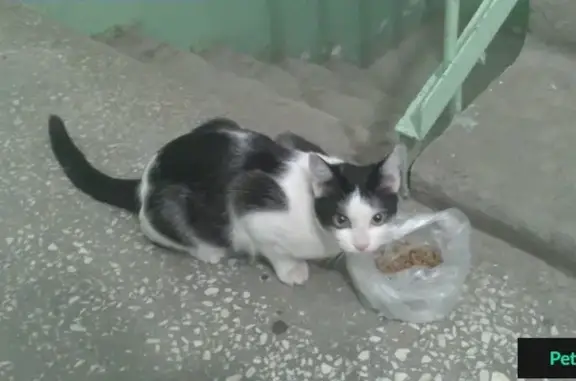 Найдена кошка на Северной улице, ищет новых хозяев.