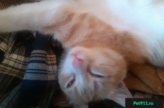 Кошки потеряшки, Сетовка, фото: Потеряшка кошка в деревне Фоминское, Раменский район