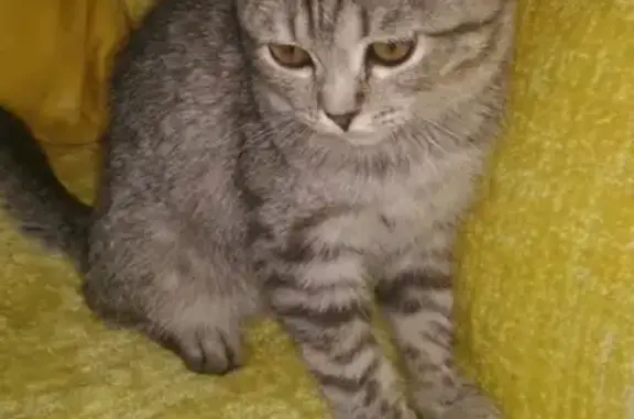 Найден котенок в Красногорске